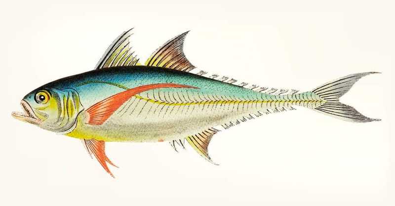 Rottlerian Mackerel